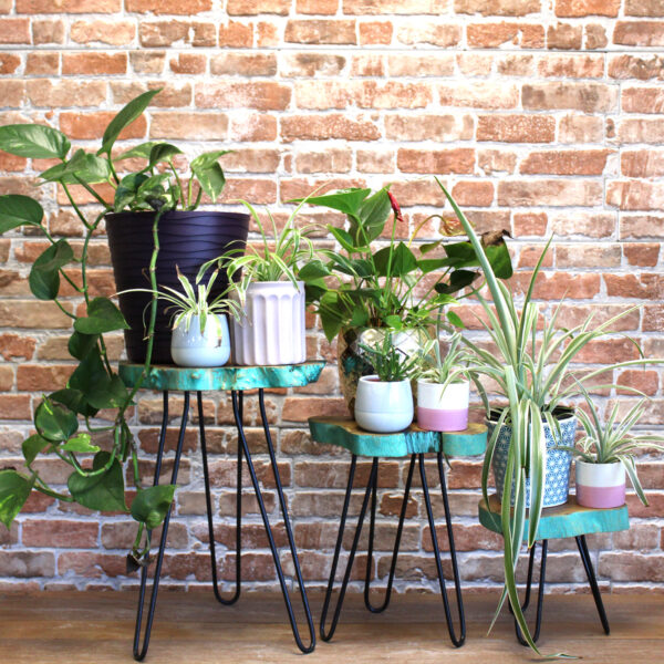 Set of 3 Gamal Wood Plant Stands - Greenwash - Image 6